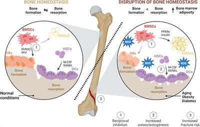 NOX4-reactive oxygen species axis: critical regulators of bone health and metabolism